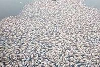 نفوق الاسماك