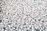 الاسماك النافقة