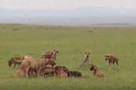 معركة في الغابة