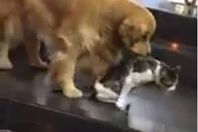 كلب ينقذ قطة