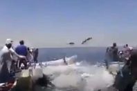 الاسماك تتساقط علي مراكب الصيادين