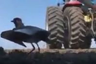 طائر يحمي أبنائه