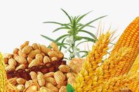 القمح والذرة والأرز والصويا