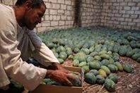 نقيب الفلاحين يكشف مفاجأة عن "المانجو" هذا العام