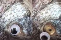 شاهد.. عمليات تجميل للأسماك تغلق محلا شهيرا