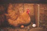 الدجاجة والبيض