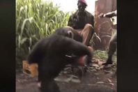 قرد يطلق النار على مجندين أفارقة بسلاح آلي