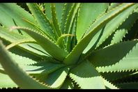 صبار ألوفيرا