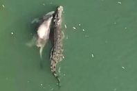 تمساح يسبح ببقرة