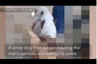 الكلب المعتدي