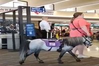 سيدة تصطحب حصان