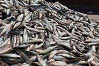 أسماك نافقه