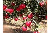 رحلة الرمان المصري.. من مدينة الرسول إلى عالمية الرمان المنفلوطي
