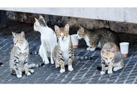 قطط الشوارع