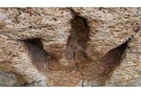 حفريات عمرها 25 مليون سنة