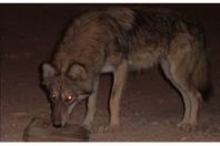 تقشعر لها الأبدان..  رضيع سوري بين أنياب ذئب (صور)