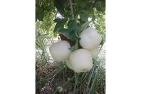 48edb52948eec885dc7fcb3aa0115781-1