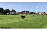 33396364-8752595-image-a-2_1600601859121