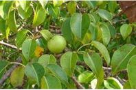 تفاحة الموت