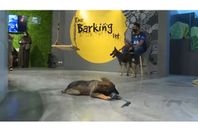 السعودية.. افتتاح أول مقهى يسمح باصطحاب الكلاب