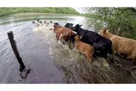 غرق 6 آلاف بقرة في هذه الدولة
