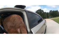 ماعز يقتحم سيارة شرطة