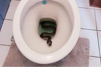 173-204953-atfih-giza-snake-egypt_700x400