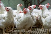 17641431582256202502230733133313