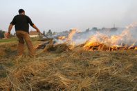 تحرير 1332 محضر حرق قش الأرز في الغربية