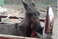 بالصور.. تجارة الحمير تنتشر بالفيوم