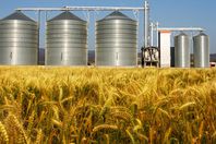 حقوقي : حجم الفساد في صوامع تخزين القمح  يبلغ 2مليار جنيه