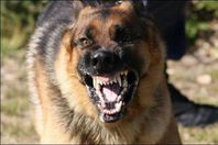 «عضة كلب» تنهى حياة طفل في قنا