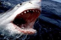 ظهور أسماك القرش على شواطئ "دمياط" 