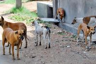 إعدام 208 كلاب ضالة بالوادي الجديد