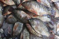 زيادة إنتاج الأسماك في مصر بنسبة 2.5%