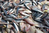 ضبط 51 كيلو أسماك فاسدة بمطعم باﻹسماعيلية