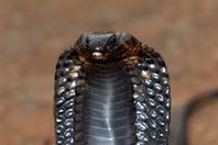 كوبرا عملاقة تهاجم محطة قطارات ملوى