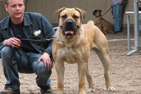 كلاب مستنسخة تخدم في الشرطة الروسية