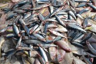 ضبط 4 أطنان أسماك فاسدة بشركة استيراد وتصدير الإسكندرية