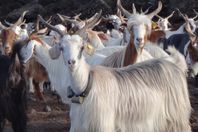 دراسة : استخدام الماعز كمصدر للتنبؤ بالإنفجارات البركانية