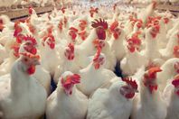 الحكومة تشعل من جديد أزمة صناعة الدواجن