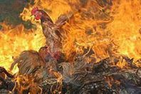 نفوق 2500 كتكوت فى حريق بمزرعة دواجن بالمنيا