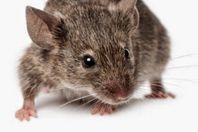 فلاح يفوز بلقب" بطل صيد الفئران الوطني"