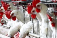 بالفيديو.. لهذا السبب ارتفعت أسعار الدواجن من جديد