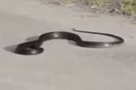 بالفيديو.. سكرات الموت عند الأفعى