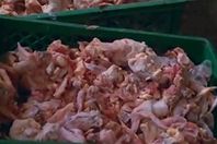 ضبط 27 طن هياكل دواجن فاسدة فى القليوبية