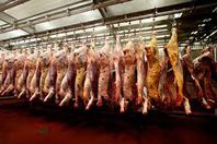 المسلمون  واليهود يتفقون فى الذبح الحلال فى بريطانيا