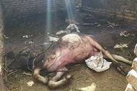 بالصور.. إلقاء المواشي في الشوارع بسبب الحمى القلاعية