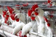 «هياكل الفراخ» نفايات تهدد المواطنين