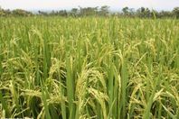 قرار بخفض مساحة زراعة الأرز بنسبة 35%